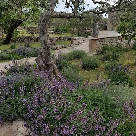 Villa Stone Olea - House In Olive Grove Supetar