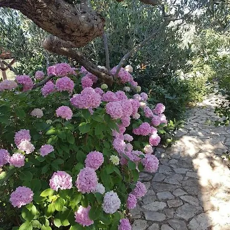 Stone Olea - House In Olive Grove Villa *